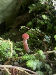 Laccaria