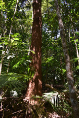 Eucalyptus pellita