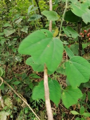 Passiflora goniosperma