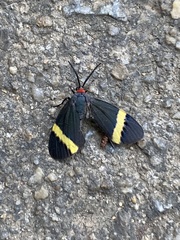 Pidorus