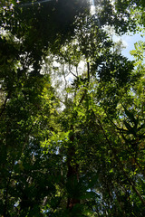 Eucalyptus pellita