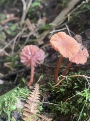 Laccaria