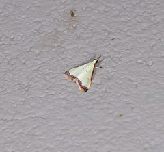 Autocharis hedyphaes