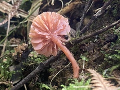 Laccaria