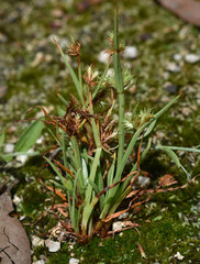 Cyperus castaneus