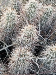 Echinocereus engelmannii