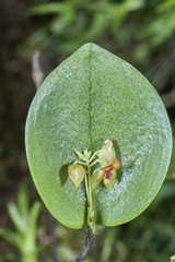 Lepanthes helleri