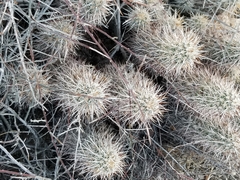 Echinocereus engelmannii