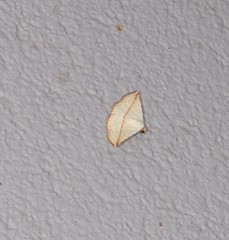 Eublemma perversicolor