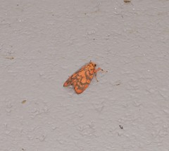 Miltochrista quadrilineata