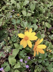 Coreopsis auriculata