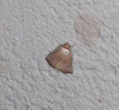 Mataeomera punctilinea