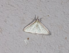 Myrmidonistis hoplora