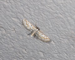 Parapoynx dentizonalis