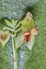 Lepanthes helleri