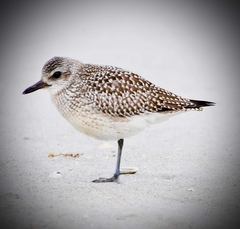 Pluvialis squatarola