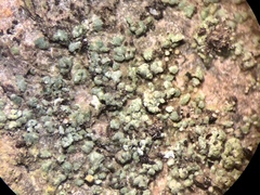 Protoparmelia hypotremella