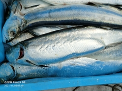 Chirocentrus