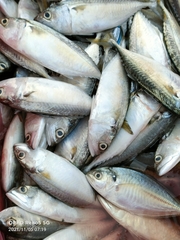 Trachurus