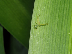 Cetratus rubropunctatus