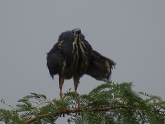 Ixobrychus sturmii