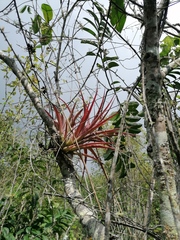 Tillandsia capitata