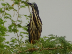 Ixobrychus sturmii