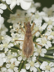 Nabis rufusculus