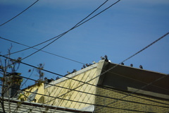 Columba livia domestica