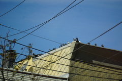 Columba livia domestica