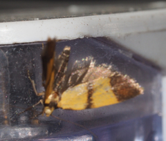 Heteroteucha translatella