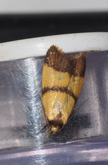 Heteroteucha translatella