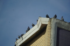 Columba livia domestica