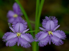 Thysanotus banksii