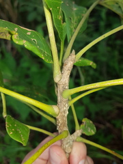 Godmania aesculifolia