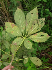 Godmania aesculifolia