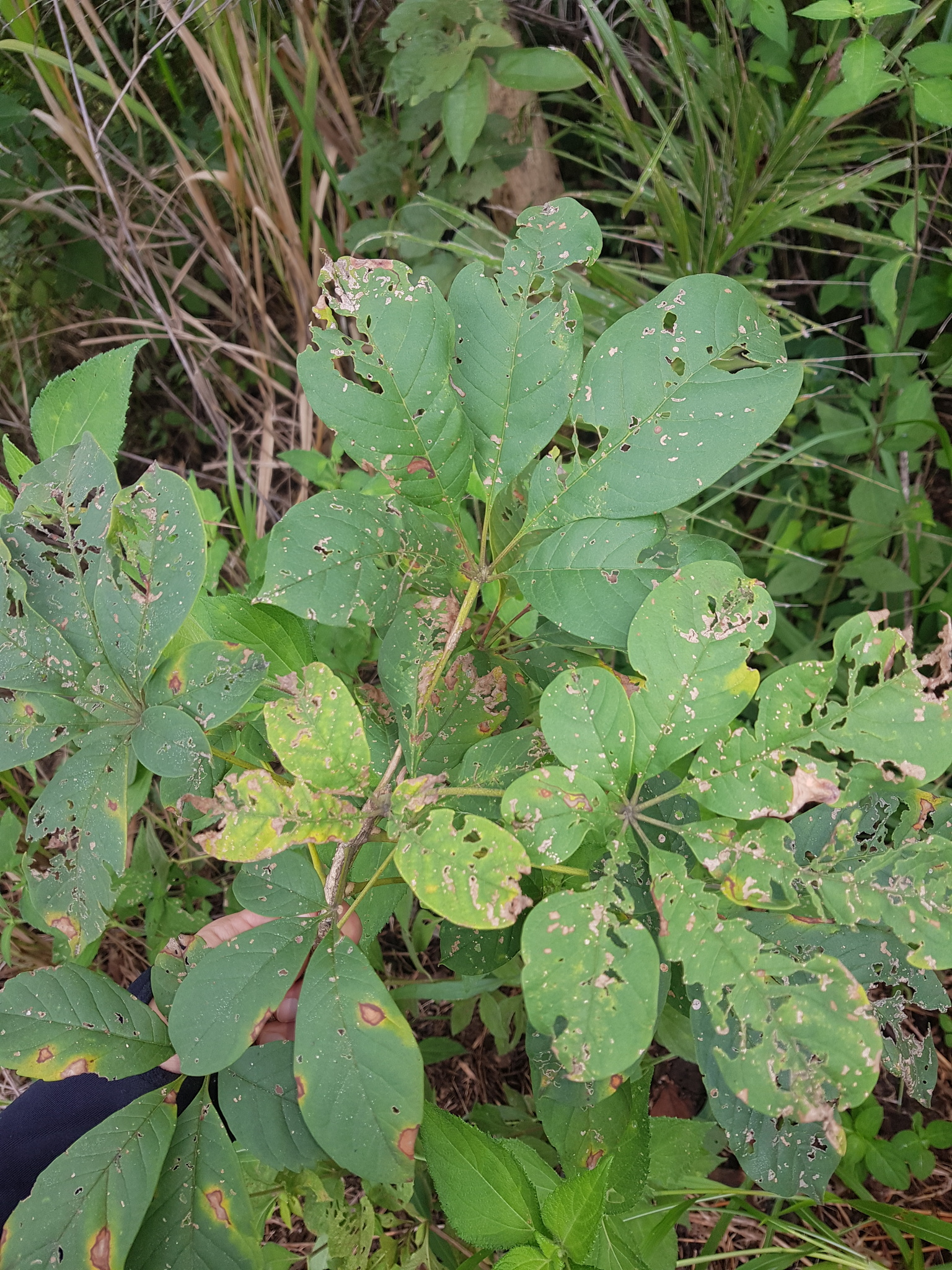 Godmania aesculifolia (Kunth) Standl.