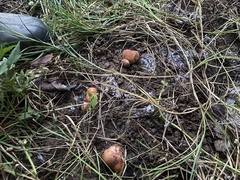 Zelleromyces cinnabarinus