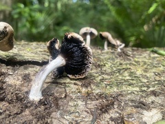 Coprinellus