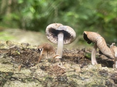 Coprinellus