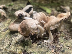 Coprinellus