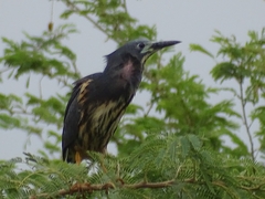Ixobrychus sturmii