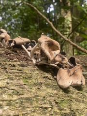 Coprinellus