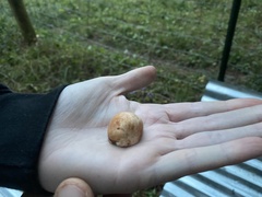 Zelleromyces cinnabarinus