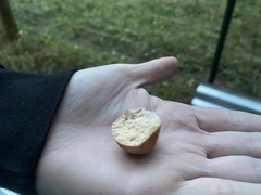 Zelleromyces cinnabarinus