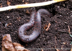 Atractus crassicaudatus