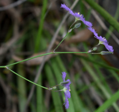 Thysanotus banksii