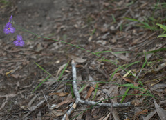 Thysanotus banksii