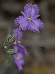 Thysanotus banksii