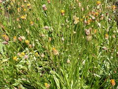 Microseris laciniata